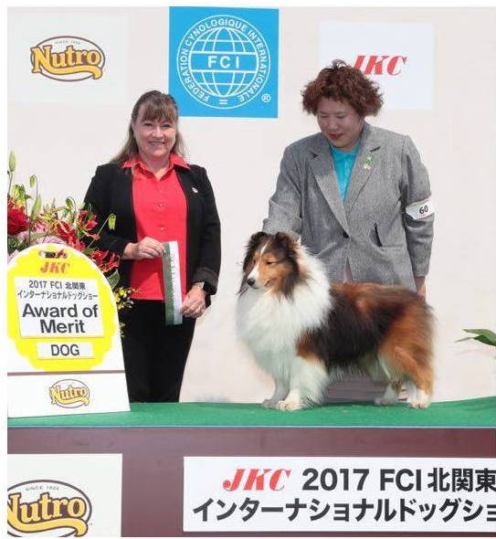 2017年3月19日JKC FCI北関東インター。群馬県館林市。チャンピオンクラス、ネオマ君。Award of Merit.