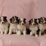 シェルティー、子犬、セーブル＆ホワイト、オス2頭、メス3頭、ザク君＆フシギちゃんBaby、2月4日生れ