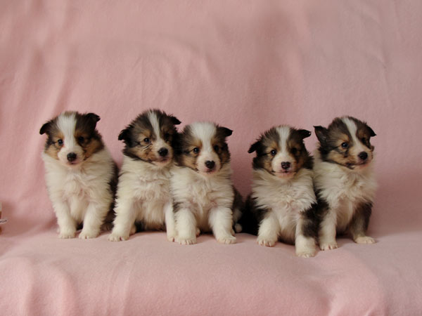 シェルティー、子犬、セーブル＆ホワイト、オス2頭、メス3頭、ザク君＆フシギちゃんBaby、2月4日生れ