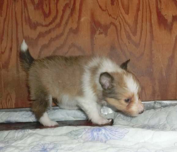 シェルティー、子犬、5月11日生まれ、ネオマ＆ソーニャの仔、セーブル＆ホワイト