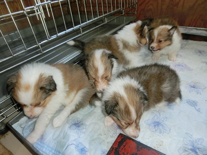 シェルティー、子犬、5月11日生まれ、ネオマ＆ソーニャの仔、セーブル＆ホワイト、オス3頭、メス3頭