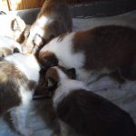シェルティー、子犬、セーブル＆ホワイト、2017年05月11日生まれ、ネオマ＆ソーニャBaby、オス3頭、メス3頭、離乳食順調！