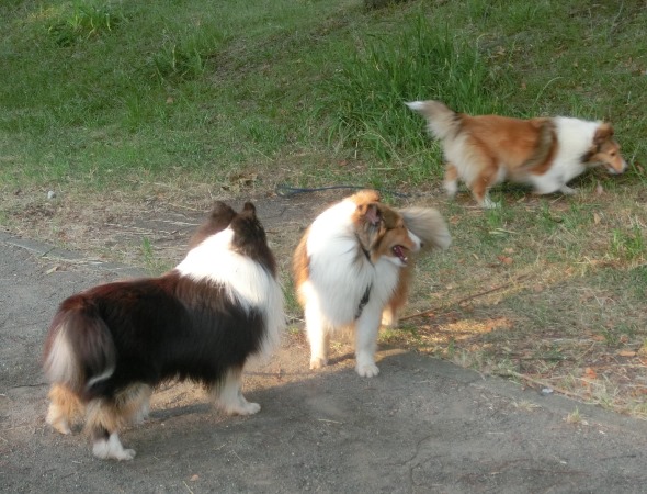シェルティー、イチロ君、テモミちゃん、ユモミちゃん、3匹と公園でボール遊び