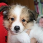 シェルティー、子犬、メス、セーブル＆ホワイト、2017年5月11日生れ、ネオマ＆ソーニャbaby、次女ちゃん、千葉県に巣立ちました