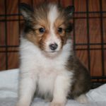 シェルティー、子犬、メス、セーブル＆ホワイト、2017年6月24日生まれ、ザク＆スカイbaby