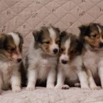 シェルティー、子犬、セーブル＆ホワイト、2017年06月24日生まれ、ザク＆スカイBaby、4兄妹