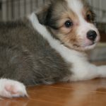 シェルティー、子犬、セーブル＆ホワイト、2017年06月24日生まれ、ザク＆スカイbaby　