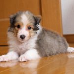 シェルティー、子犬、セーブル＆ホワイト、2017年06月24日生まれ、ザク＆スカイbaby、牝、可愛く成長しました