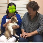 シェルティー、子犬、メス、セーブル＆ホワイト、2017年05月11日生まれ、ネオマ＆ソーニャbaby、お顔、小ぶりの可愛い子、長野県に巣立ちました。