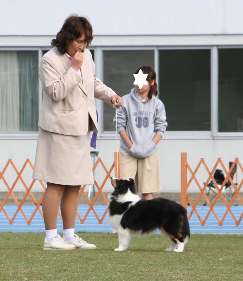日和ちゃん、パピー、トライカラー、牝、2006年04月11日生まれ、2006年10月神奈川県海老名総合運動公園にて