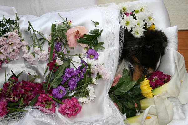 ペット火葬のペットウエービーさんにお願いをした葬儀。ひよりちゃん、シェルティー、トライカラー、メス、2006年04月11日生まれ、2019年04月26日没