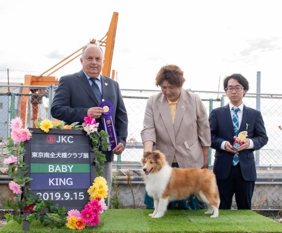 2019年9月15日JKC東京南全犬種クラブ展、千葉蘇我、ナウガ君、シェルティー、セーブル＆ホワイト、オス、2019年04月07日生まれ、AMGHジャーミー（御田様御愛犬）＆てもみちゃんの子、BABY KING