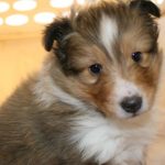 シェルティー子犬、メス、セーブル＆ホワイト、2020年01月19日生まれ、航平君＆ツリーちゃんbaby、お顔2