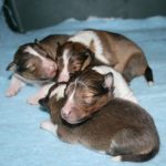 シェルティーの子犬、オス2頭、メス2頭、4兄妹、セーブル＆ホワイト、2020年02月06日生まれ、ザック君＆スカイちゃんの子、その2