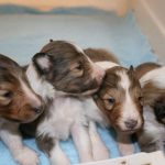 シェルティー子犬、オス2頭メス2頭、4兄妹、セーブル＆ホワイト、2020年02月06日生まれ、ザック君＆スカイちゃんbaby、その2