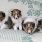 シェルティー子犬、セーブル＆ホワイト、オス2頭メス2頭、4兄妹、2020年02月06日生まれ、ザック君&スカイちゃんbaby、その2