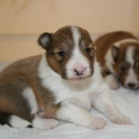 ５月３日生まれのゆもみちゃんっ子目が明いた♪