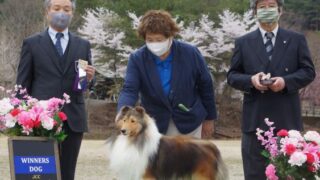 我が家の航平君亡くなりました