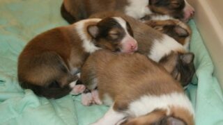 5月１２日生まれのミナちゃんベビー♪