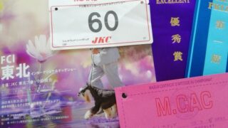 てんちゃんの展覧会♪