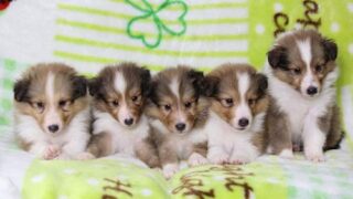 2025年5月12日生まれのミナちゃんベビー♪