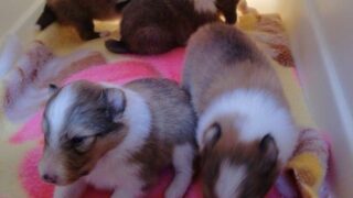 2025年４月１２日生まれのミナちゃんベビー♪