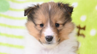 2025年12月25日生まれの男の子飼い主さん募集